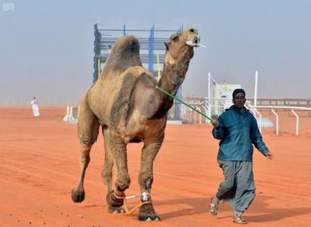 سفينة الصحراء