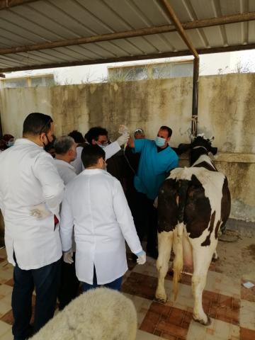 القافلة البيطرية المجانية التى نظمتها كلية الطب البيطرى بجامعة مطروح
