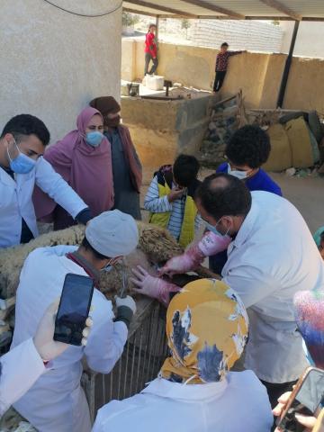 القوافل البيطرية المجانية التى تنظمها كلية الطب البيطرى بجامعة مطروح