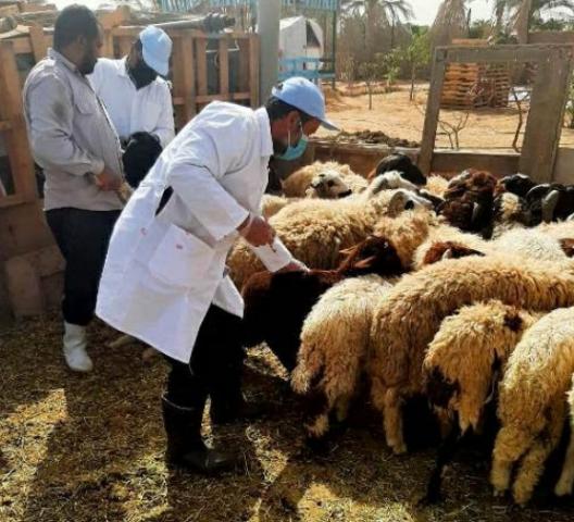 النهار نيوز