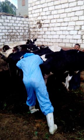 النهار نيوز
