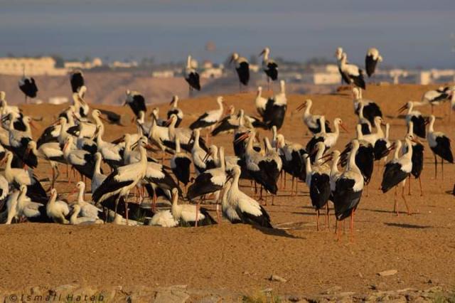 النهار نيوز