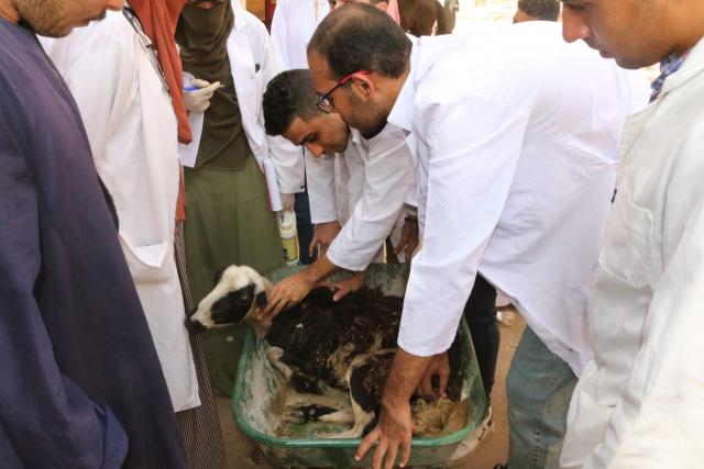 النهار نيوز