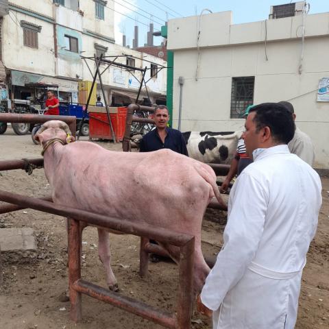 النهار نيوز