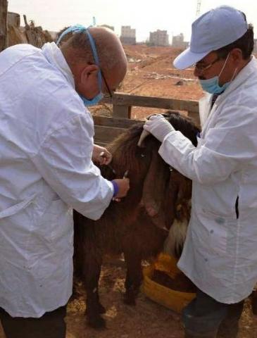 النهار نيوز