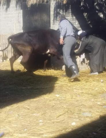 النهار نيوز