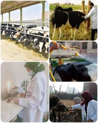 النهار نيوز