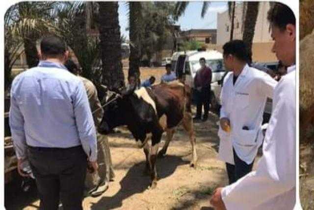 علاج ١٣٥٨١ رأس ماشية ودواجن من خلال إدارة الرعاية البيطرية و٦٢٦٥ حالة خلال قافلة بيطرية مجانية بأبو حمص