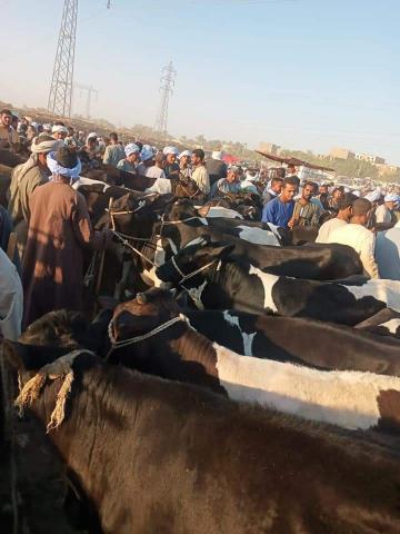 النهار نيوز