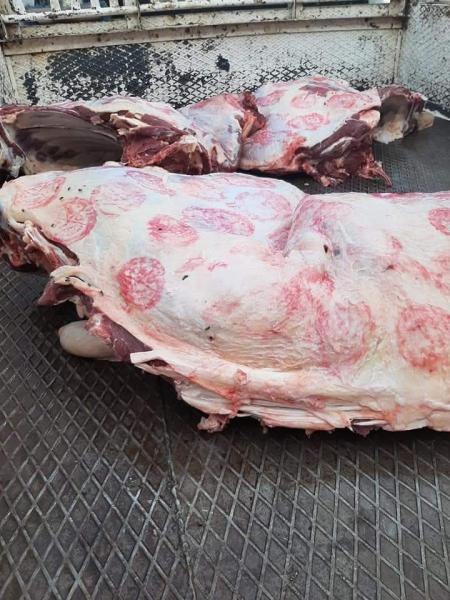 النهار نيوز