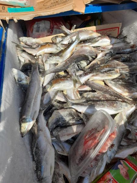 أسماك غير صالحة استهلاك آدمي بالبحيرة
