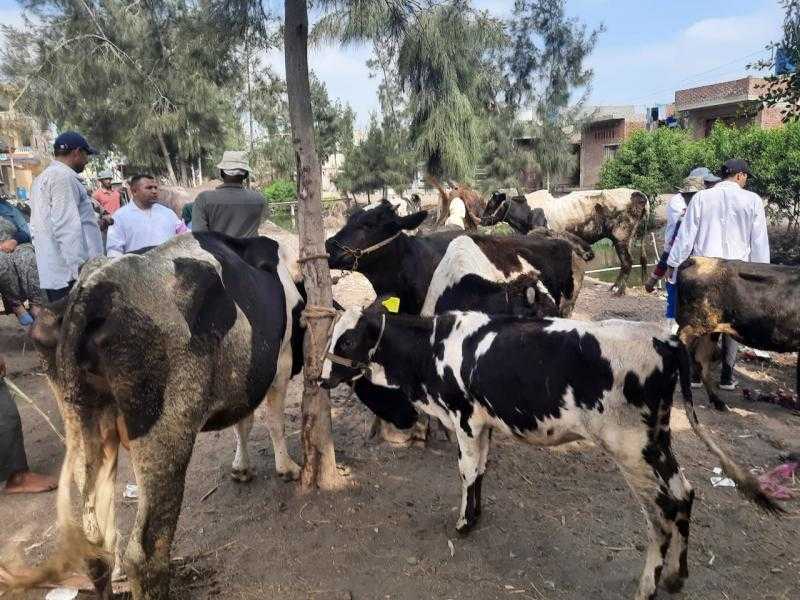 بيطرى كفرالشيخ .. استمرار القوافل البيطرية المجانية