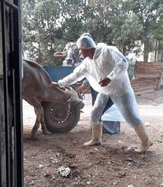 المحافظ: التحصين خط الدفاع الأول للحفاظ على الثروة الحيوانية ودعم الإقتصاد المحلي