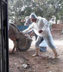 المحافظ: التحصين خط الدفاع الأول للحفاظ على الثروة الحيوانية ودعم الإقتصاد المحلي