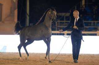 مملكة البحرين تحتضن كأس الإمارات العالمي لجمال الخيل العربية